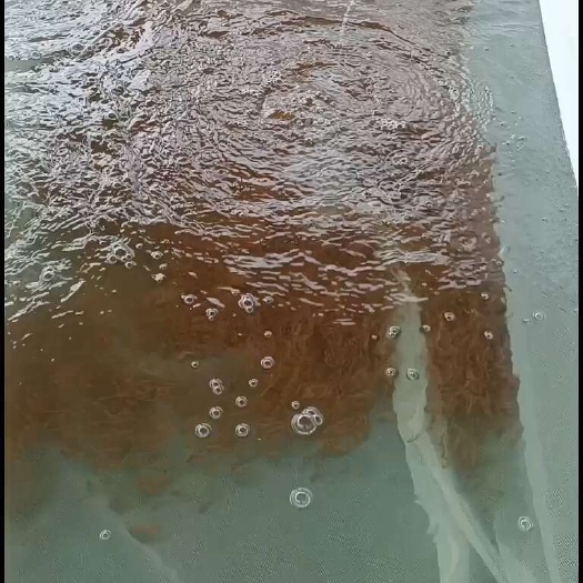 金丝草鱼苗