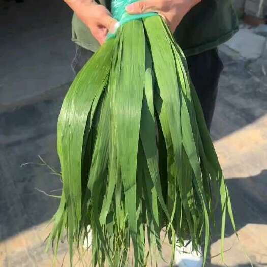 连云港精品芦苇叶   粽叶
