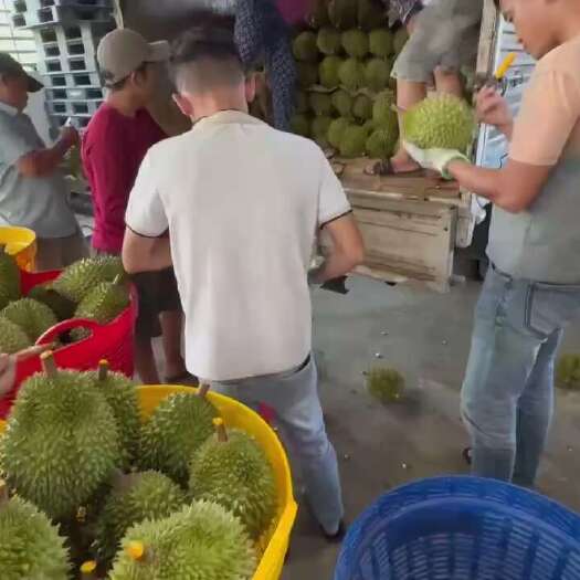 河口县越南榴莲