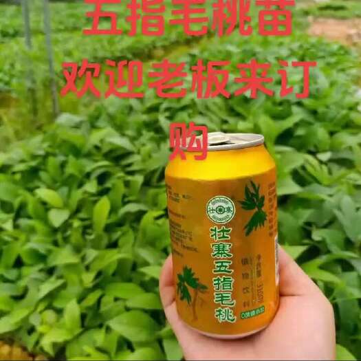 灵山县五指毛桃苗