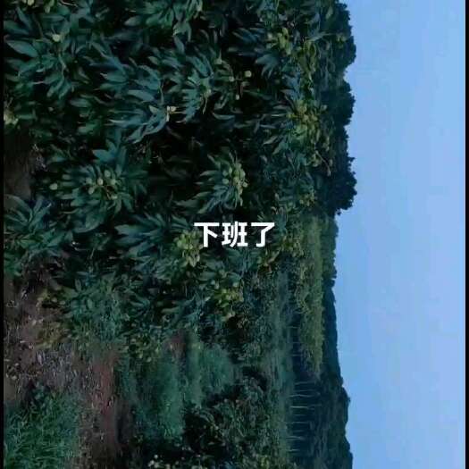 遂溪县荔枝，妃子笑