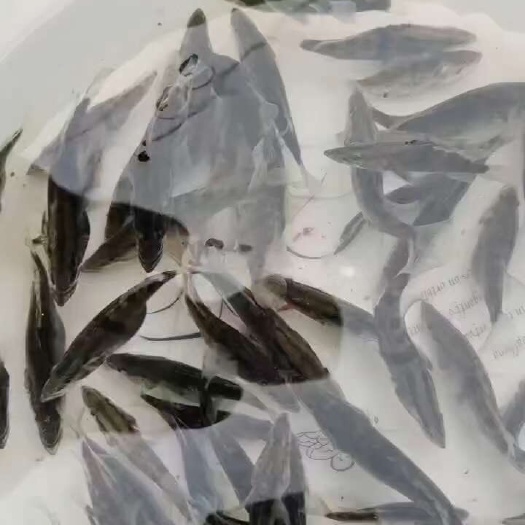 桂鱼苗  鳜鱼苗