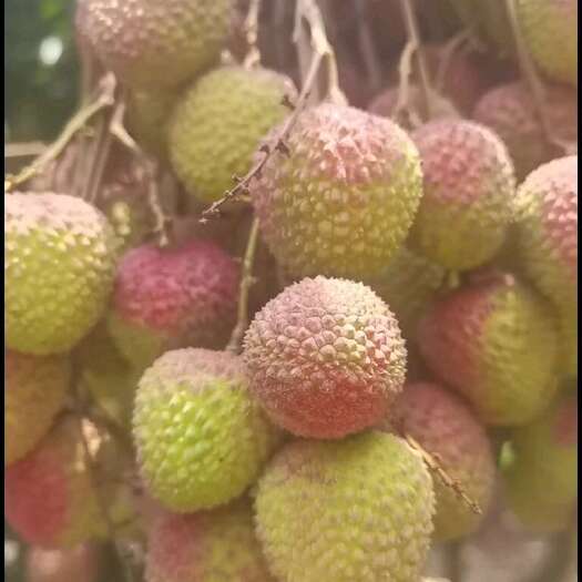 海口海南妃子笑荔枝