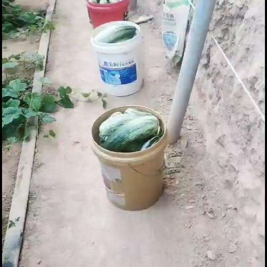 三门峡羊角蜜甜瓜