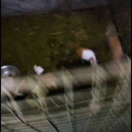 武宣县出售荷兰猪3~4两左右大批量出，它生存能力强，投喂青草，树叶