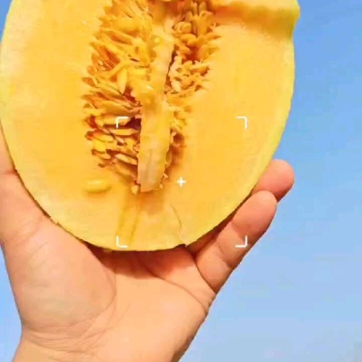 新疆吐鲁番哈蜜瓜，至爱蜜瓜，新鲜上市，脆甜爽口一件起发