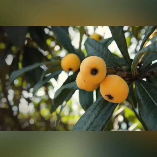 白沙枇杷  白玉枇杷五斤装快递包邮