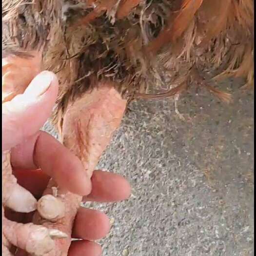 荔波县一年半老水九斤黄鸡，正常七到十斤