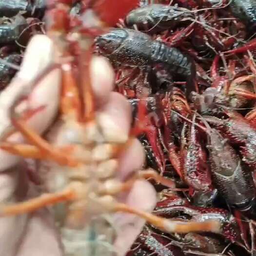 潜江市小龙虾批发