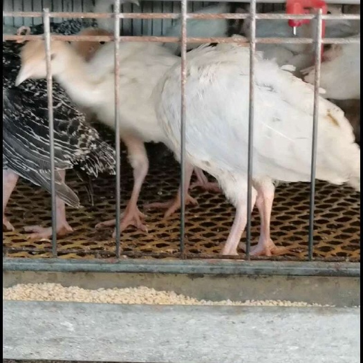 嘉祥县尼古拉火鸡苗大量现货