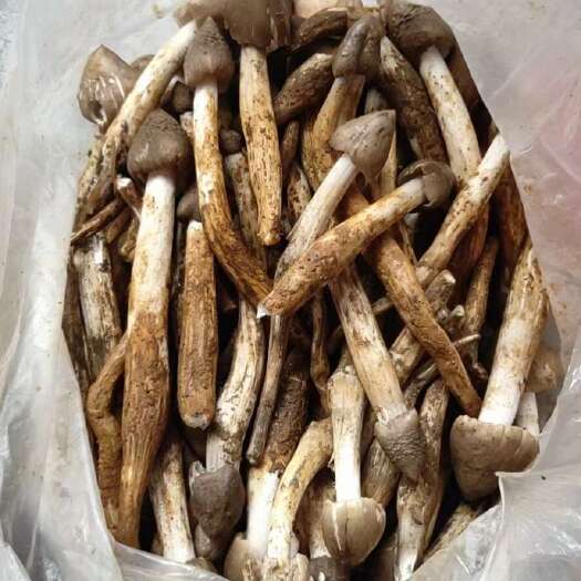 广州荔枝菌