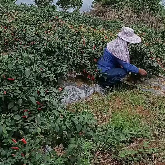 钦州小辣椒