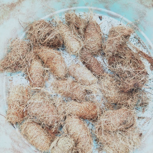 遂溪县竹笋虫虫茧