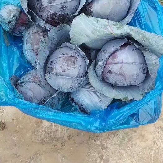 南通紫甘蓝