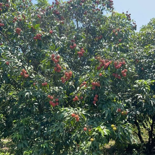 陵水县海南白糖婴荔枝  多水多汁