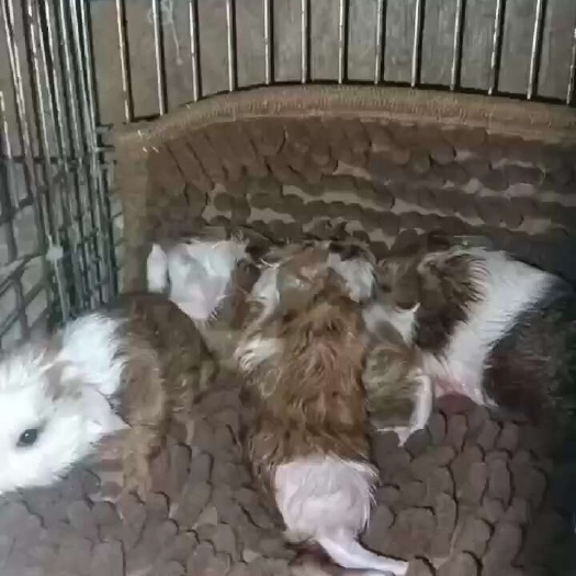 绵阳荷兰猪豚鼠英短开脸，开脸逆毛公，可以整体打包