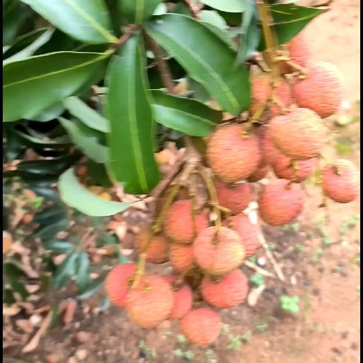 遂溪县遂溪鲜品荔枝