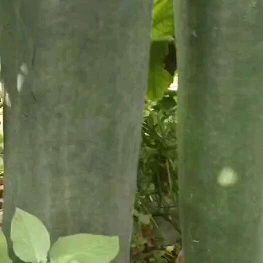 博白县黑皮冬瓜大量上市