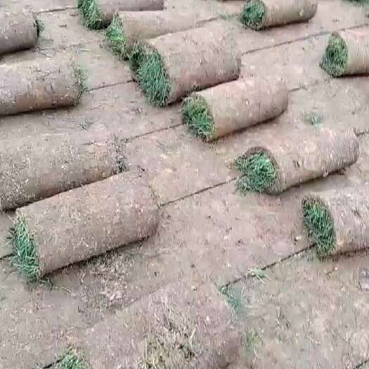 全椒县精品果岭草，量大从优，基地直供，免费提供技术指导