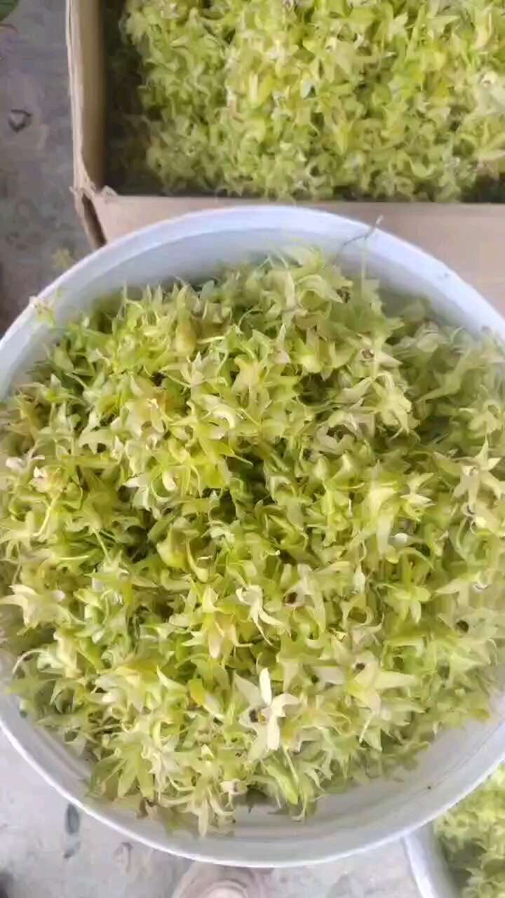 铁皮石斛鲜花 紫皮石斛鲜花 自家采的 便宜卖咯