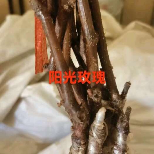 营口阳光玫瑰葡萄苗