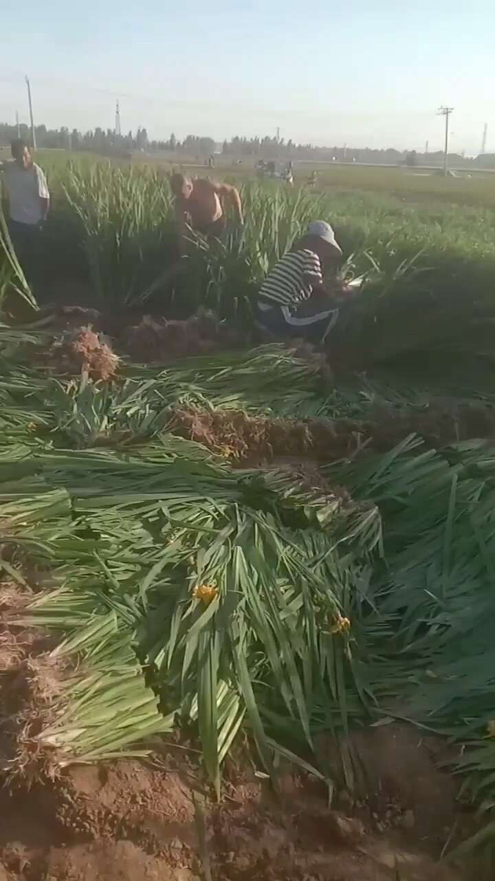 大量供应黄花鸢尾 黄菖蒲 工程用苗 盆栽苗 地栽苗基地直发