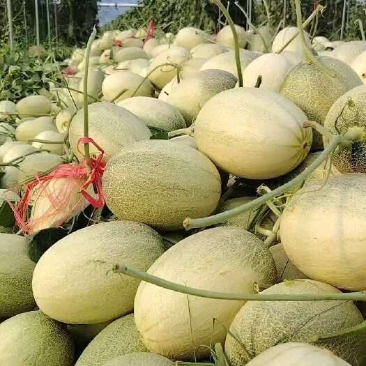 鄯善县小蜜25号毛毛钱