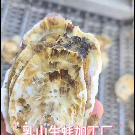乳山市乳山生蚝批发加工厂，诚招合作伙伴。
