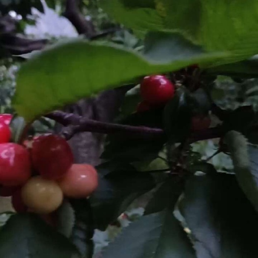 茂县红灯
