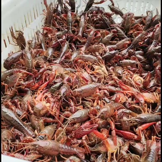 汨罗市小龙虾