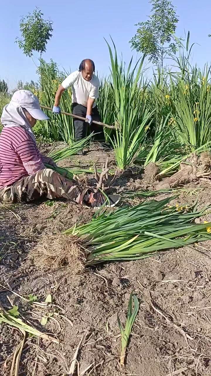 大量供应黄花鸢尾 黄菖蒲 工程用苗 盆栽苗 地栽苗基地直发