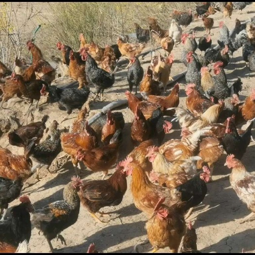 宝鸡秦岭高山散养，营养丰富，肉质好，滋味鲜美