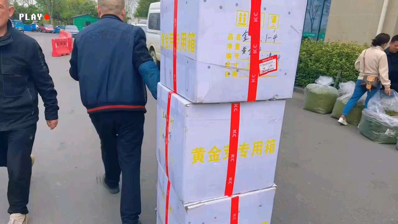 安吉奶白茶   黄金芽二级