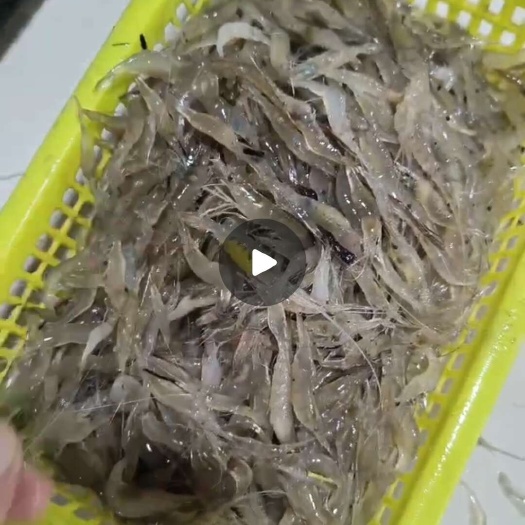 白虾仔海虾仔