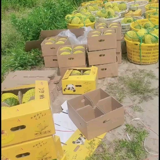 东台市江苏东台农友小兰 特小凤 黄囊 囗感脆  水份足