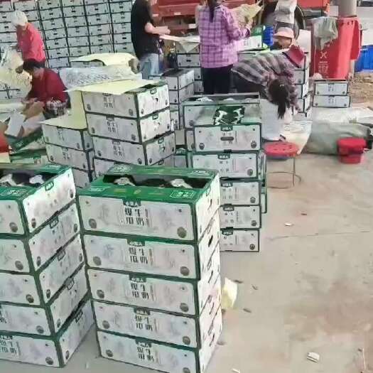 牛奶小吊瓜产地大量批发