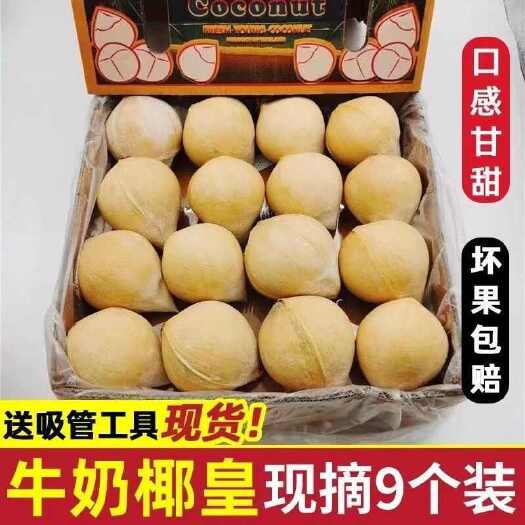万宁市【—件代发】海南牛奶椰皇新鲜椰子当季水果椰香浓郁现摘整箱批发