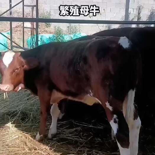 洱源县杂交牛