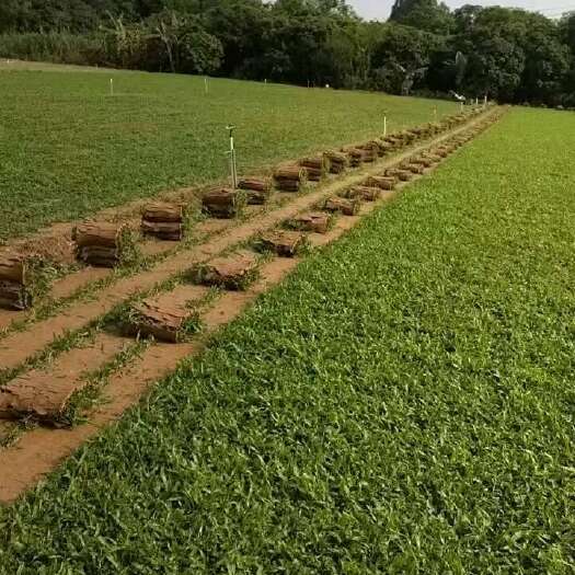 博罗县惠州大叶油草卷