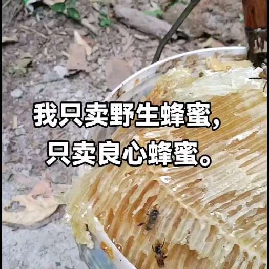 景洪市野生蜂蜜