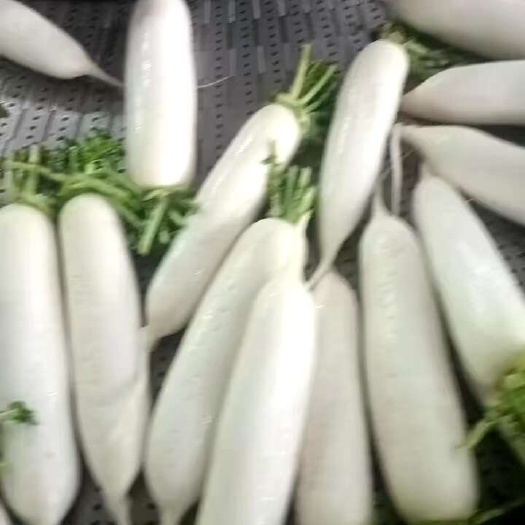 沙洋縣白蘿卜，精品白蘿卜大量有售，個(gè)頭均勻