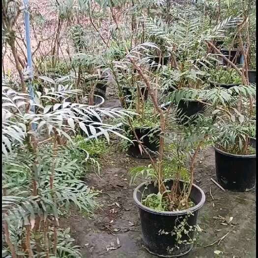成都十大功劳盆栽熟货