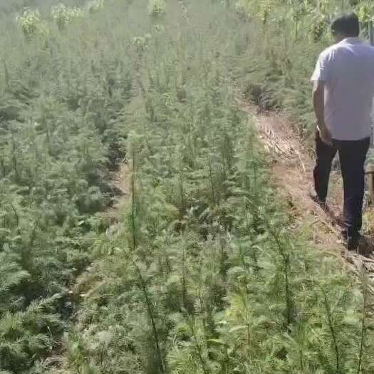 徽县雪松