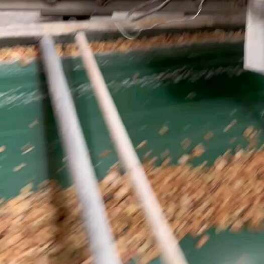 眉山蚕豆壳