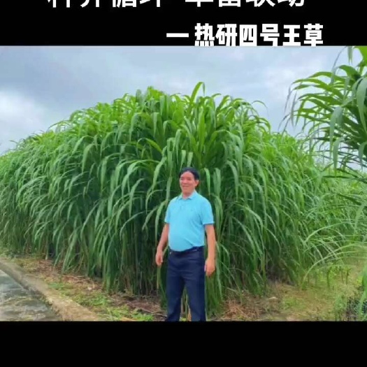 成都以草代粮-生态养殖！牧草喂牛羊，降本又节粮。