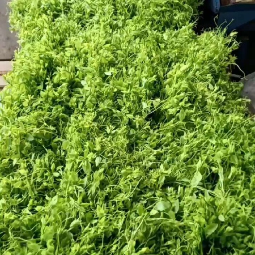 大新县广西辣木苗，姑娘菜，有货，需要的老板随时联系