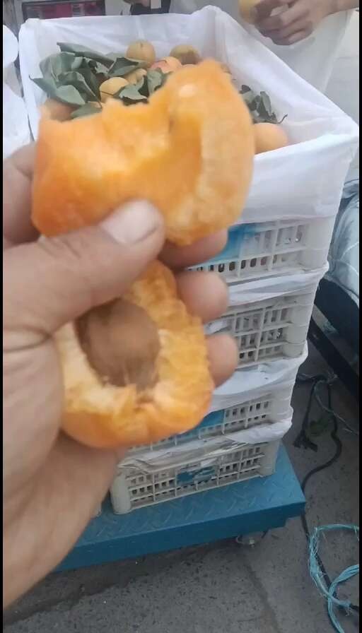 辉县市大甜杏大量上市