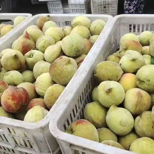 砀山县黄桃