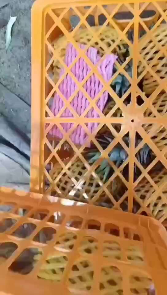 凤梨
