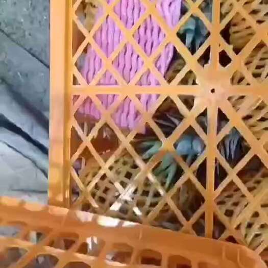 南宁凤梨